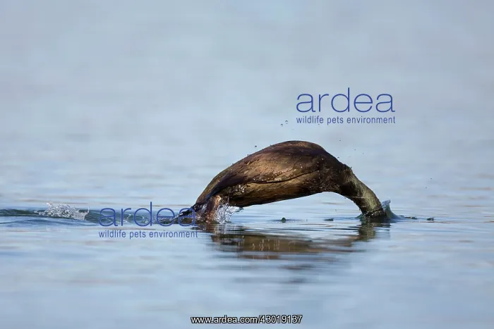  : Shag diving