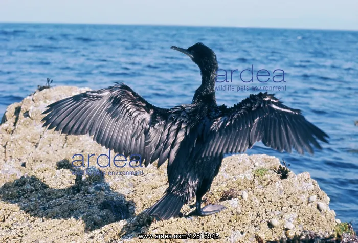 : SHAG - drying wings : SHAG - drying wings
