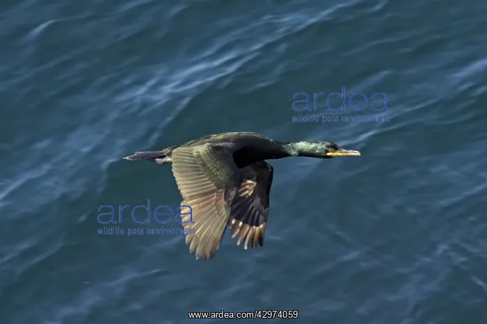 : Shag - In flight over sea : Shag - In flight over sea
