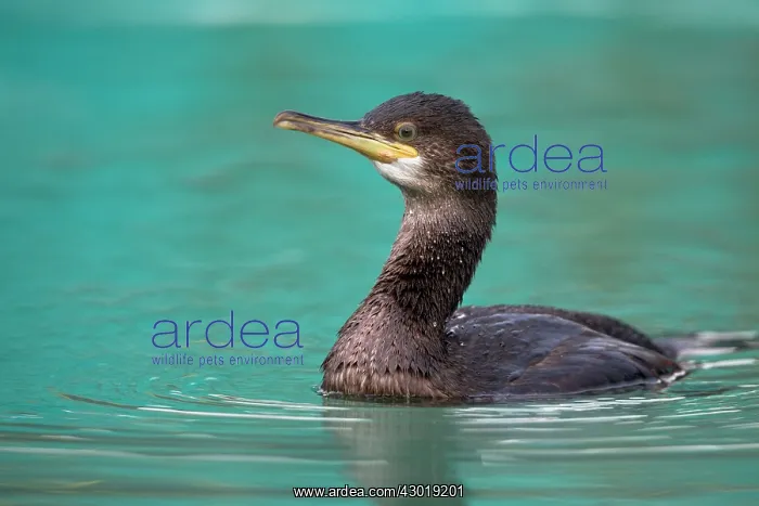 : Shag juvenile in winter : Shag juvenile in winter