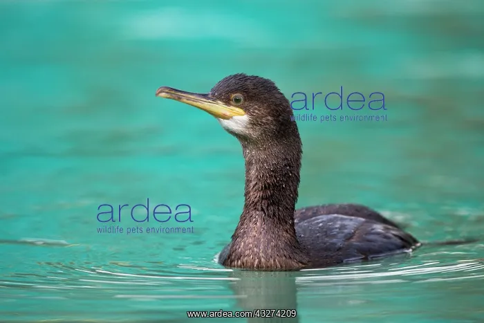 : Shag - juvenile in winter : Shag - juvenile in winter