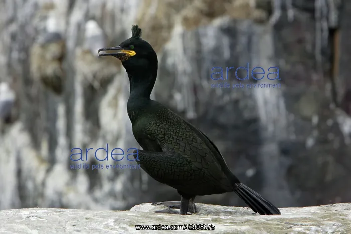 : Shag - male in breeding plumage : Shag - male in breeding plumage