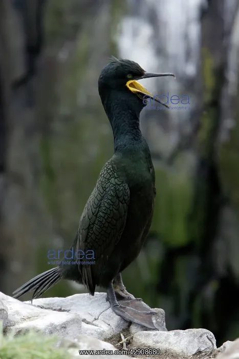 : Shag - male in breeding plumage, calling : Shag - male in breeding plumage, calling
