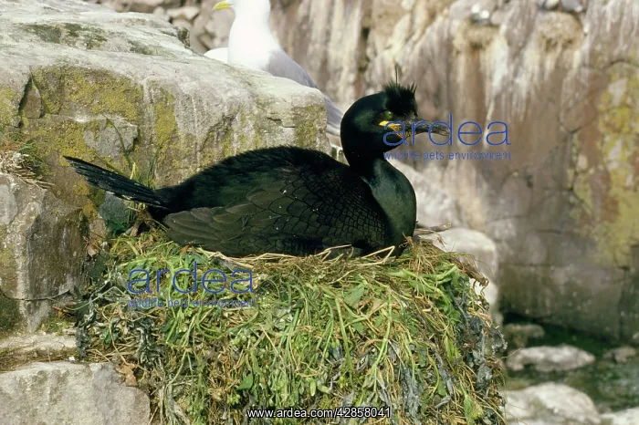 : Shag - on nest : Shag - on nest