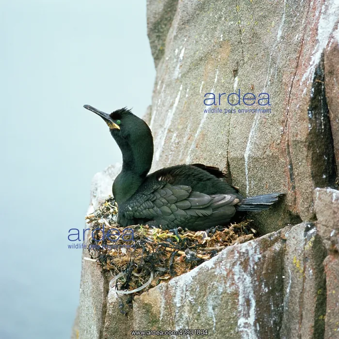 : Shag - on nest : Shag - on nest