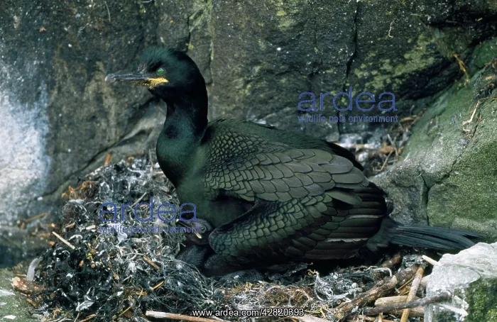 : SHAG - at nest with chick : SHAG - at nest with chick