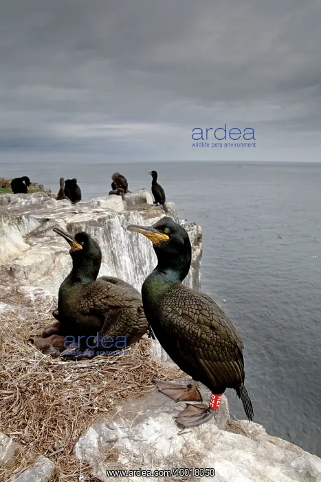 : Shag at nest on cliff edge : Shag at nest on cliff edge