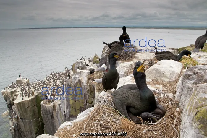 : Shag at nest on cliff edge : Shag at nest on cliff edge