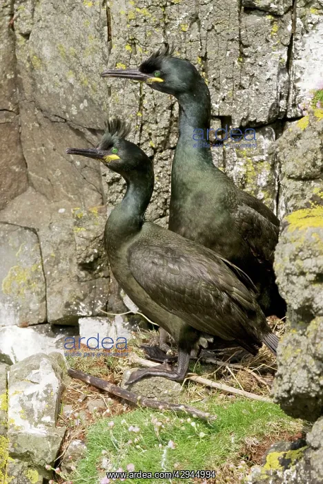 : Shag - Pair at nest on cliff : Shag - Pair at nest on cliff