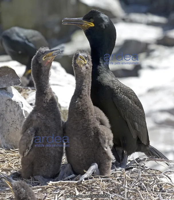 : Shag Phalacrocorax aristotelis with chicks nesting : Shag Phalacrocorax aristotelis with chicks nesting