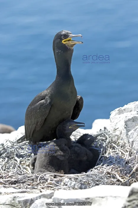 : Shag Phalacrocorax aristotelis with chicks nesting : Shag Phalacrocorax aristotelis with chicks nesting