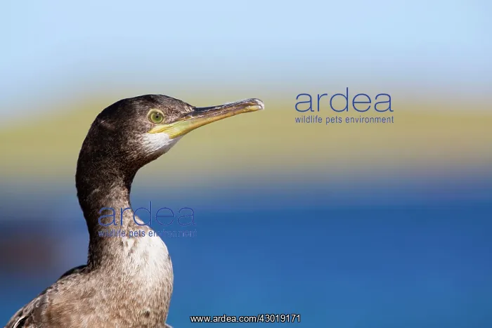 : Shag portrait in summer : Shag portrait in summer