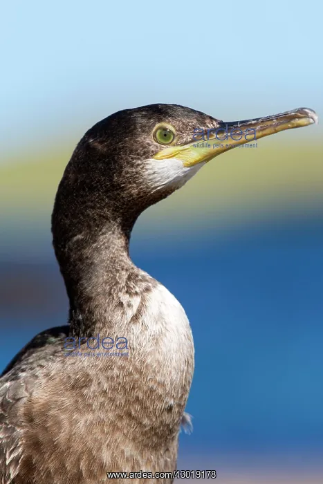 : Shag portrait in summer : Shag portrait in summer