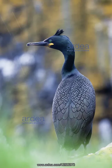 : Shag - in the rain : Shag - in the rain