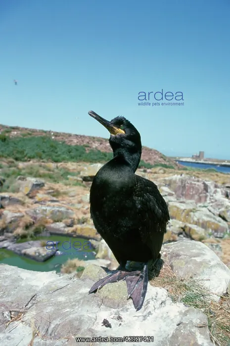 : SHAG - ON ROCK : SHAG - ON ROCK