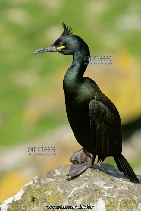 : Shag - On rock : Shag - On rock
