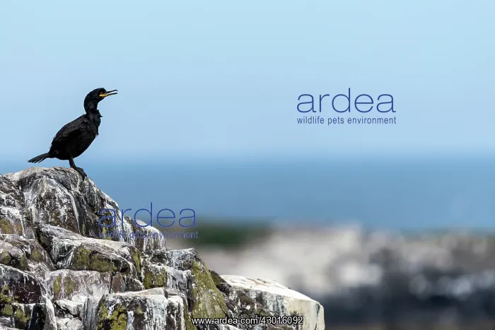 : Shag on rock