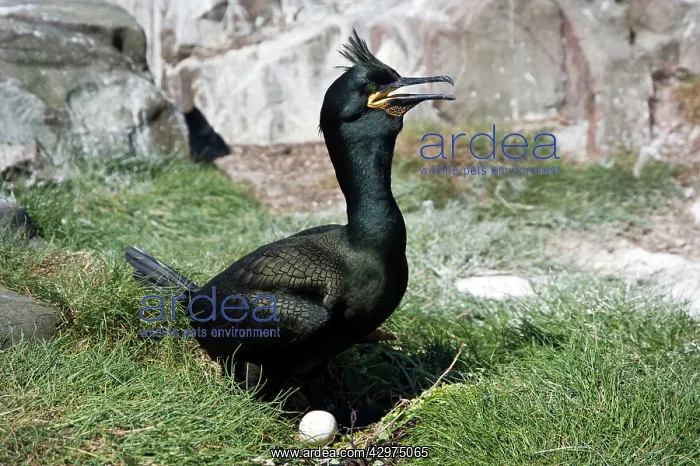 : Shag - settling on eggs : Shag - settling on eggs