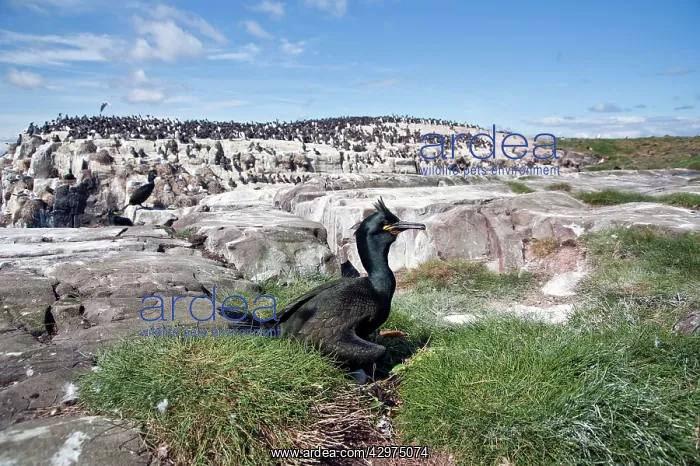 : Shag - settling on eggs : Shag - settling on eggs
