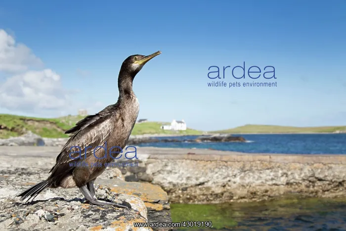 : Shag at waters edge in summer : Shag at waters edge in summer