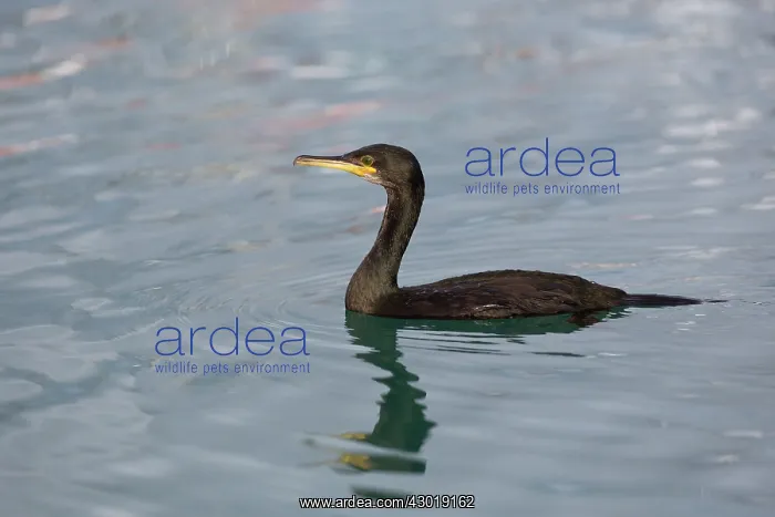  : Shag winter