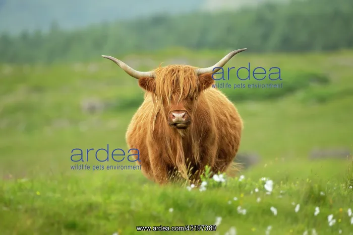 : Shaggy-coated cow : Shaggy-coated cow