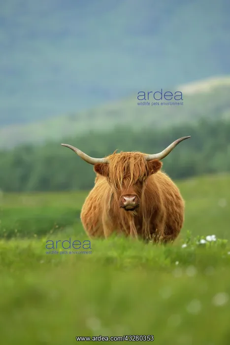 : Shaggy-coated cow : Shaggy-coated cow