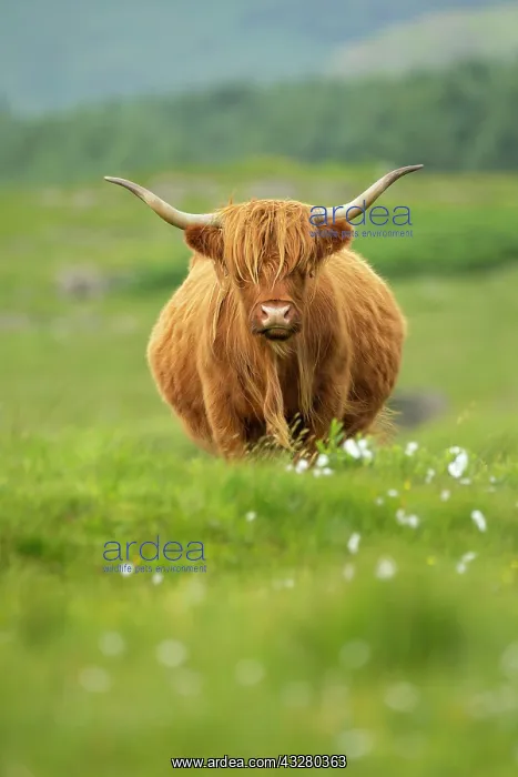  : Shaggy-coated cow