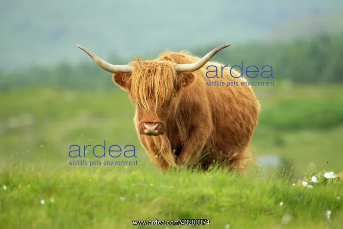 : Shaggy-coated cow : Shaggy-coated cow