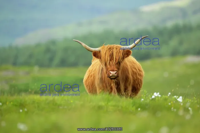 : Shaggy-coated cow : Shaggy-coated cow