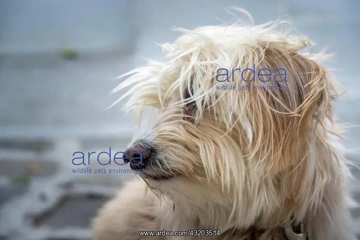: Shaggy dog with fur in front of face, Paros, Cyclades : Shaggy dog with fur in front of face, Paros, Cyclades