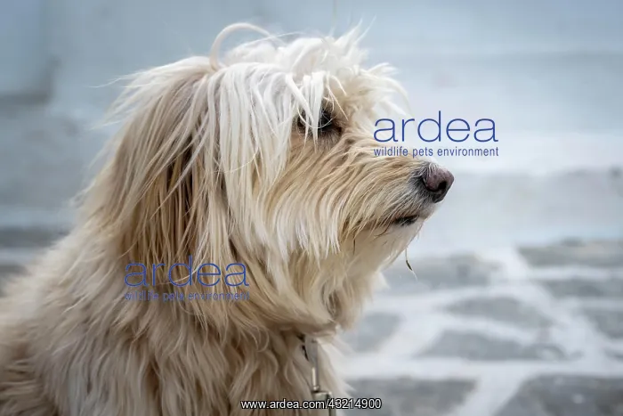 : Shaggy dog with fur in front of face, Paros, Cyclades : Shaggy dog with fur in front of face, Paros, Cyclades