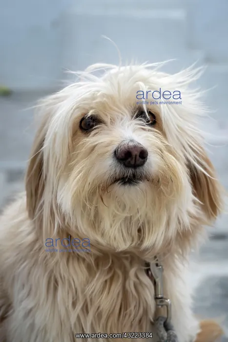 : Shaggy dog with fur in front of face, Paros, Cyclades : Shaggy dog with fur in front of face, Paros, Cyclades