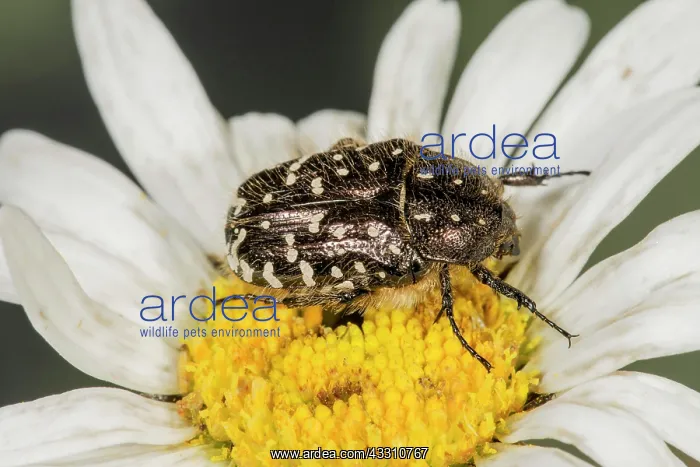 : Shaggy flower beetle (Tropinota hirta) eats flower : Shaggy flower beetle (Tropinota hirta) eats flower