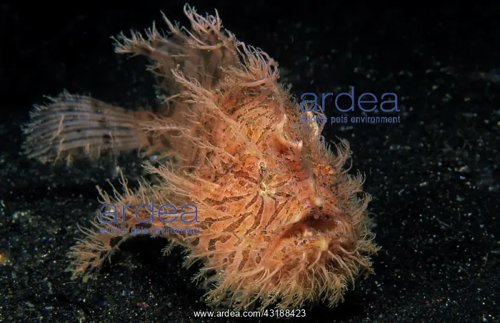 : Shaggy frogfish (Antennarius hispidus) on sandy : Shaggy frogfish (Antennarius hispidus) on sandy