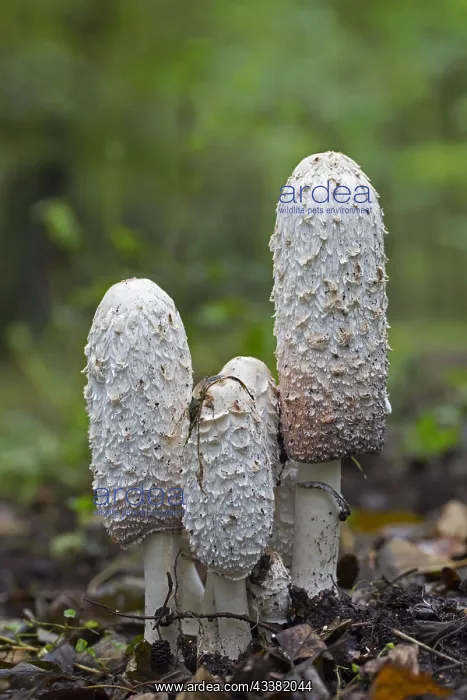 : Shaggy ink cap (Coprinus comatus), lawyer's wig : Shaggy ink cap (Coprinus comatus), lawyer's wig