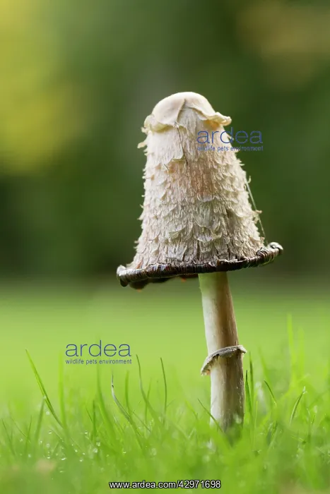 : Shaggy Ink Cap Fungi - Autumn : Shaggy Ink Cap Fungi - Autumn