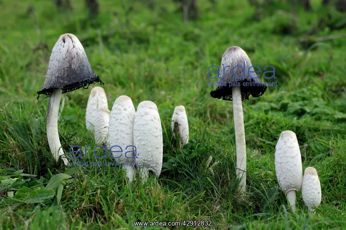 : Shaggy Ink Cap - fungus growing on rough pasture land : Shaggy Ink Cap - fungus growing on rough pasture land