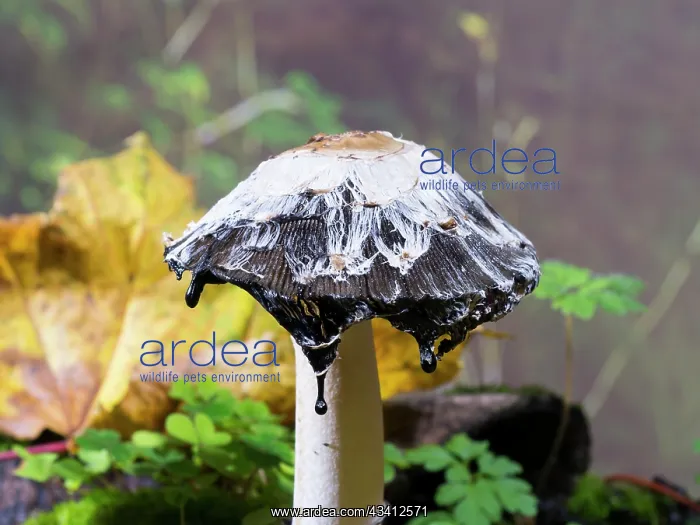 : Shaggy Ink Cap fungus - UK : Shaggy Ink Cap fungus - UK