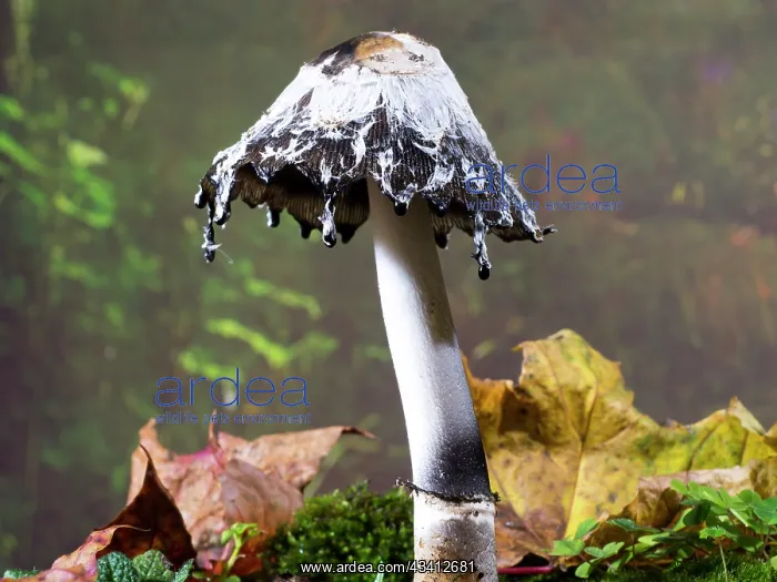 : Shaggy Ink Cap fungus - UK : Shaggy Ink Cap fungus - UK