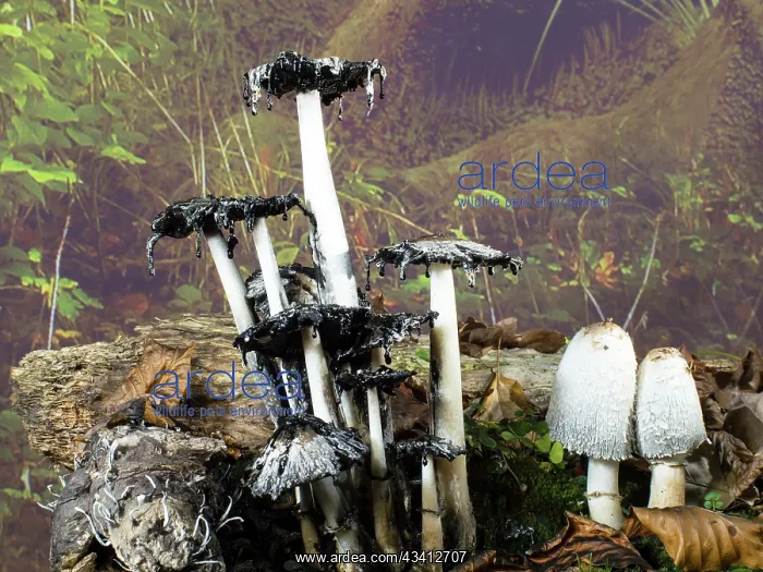 : Shaggy Ink Cap fungus - UK : Shaggy Ink Cap fungus - UK