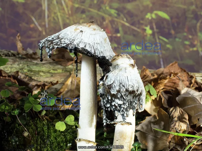 : Shaggy Ink Cap fungus - UK : Shaggy Ink Cap fungus - UK