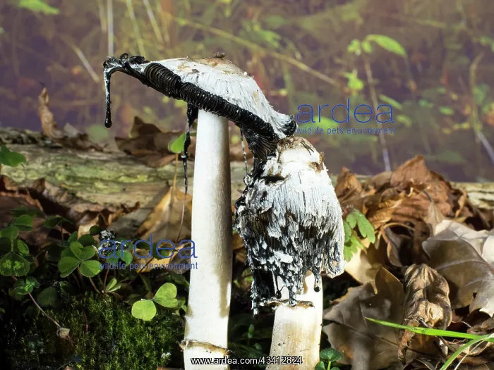 : Shaggy Ink Cap fungus - UK : Shaggy Ink Cap fungus - UK