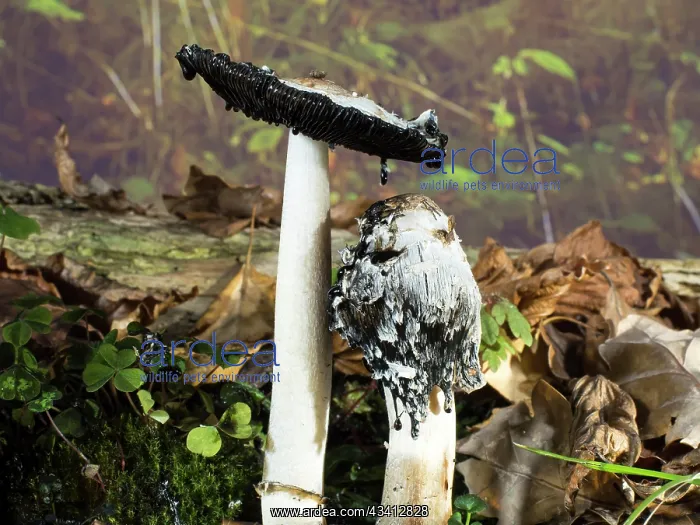 : Shaggy Ink Cap fungus - UK : Shaggy Ink Cap fungus - UK