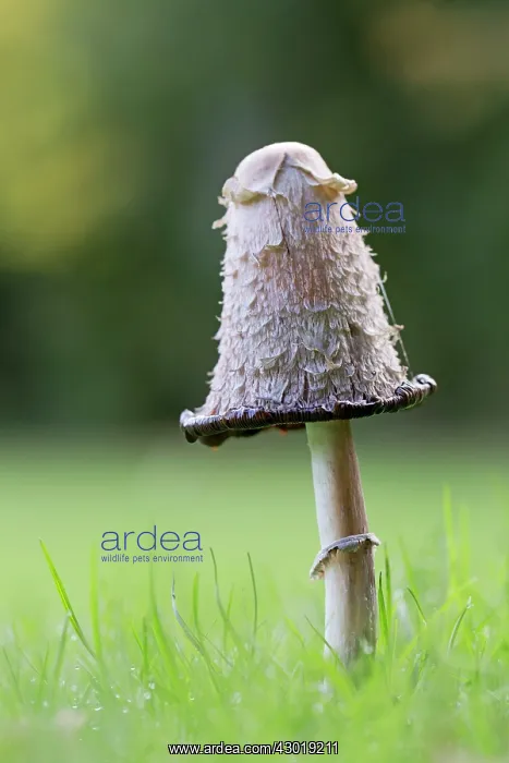  : Shaggy Ink Cap Lawyer's Wig Shaggy Mane Fungus autumn