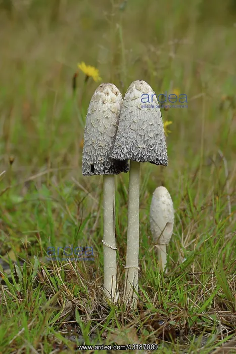 : Shaggy ink caps (Coprinus comatus), group of mushrooms : Shaggy ink caps (Coprinus comatus), group of mushrooms