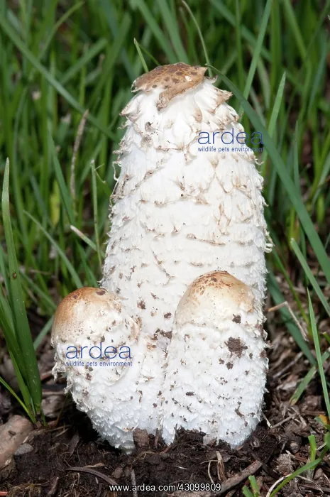 : Shaggy Mane Mushrooms : Shaggy Mane Mushrooms
