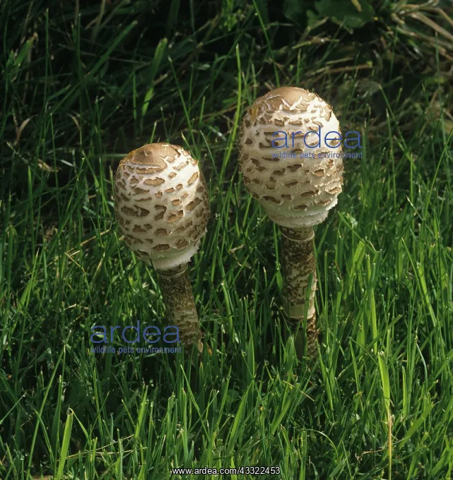 : Shaggy parasol (Lepiota rhacodes) : Shaggy parasol (Lepiota rhacodes)