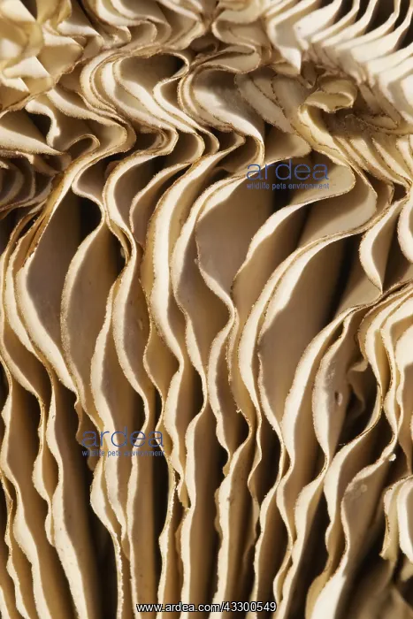 : Shaggy Parasol Mushroom Gills - Norfolk UK : Shaggy Parasol Mushroom Gills - Norfolk UK