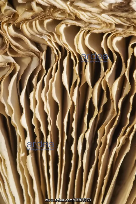 : Shaggy Parasol Mushroom Gills - Norfolk UK : Shaggy Parasol Mushroom Gills - Norfolk UK
